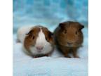 Adopt Goblin a Brown or Chocolate Guinea Pig / Guinea Pig / Mixed small animal