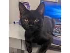 Adopt Autumn's Kitten Maple 16066 a All Black Domestic Shorthair / Mixed cat in