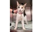 Adopt Flea a White Domestic Shorthair / Domestic Shorthair / Mixed cat in