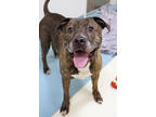 Adopt Simba a Brown/Chocolate American Pit Bull Terrier / Mixed dog in Chicago