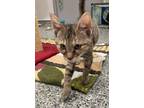 Adopt Luisa a Brown or Chocolate Domestic Shorthair / Domestic Shorthair / Mixed