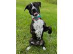 Adopt Cheddar Boy a Brindle Mountain Cur / Mixed dog in Appleton, WI (39050308)