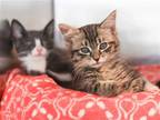 Adopt Dustin and Sophie a Brown Tabby Domestic Mediumhair / Mixed (medium coat)