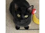 Adopt Locust a All Black Domestic Shorthair / Mixed cat in Winchendon