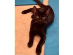 Adopt Echo a All Black Bombay / Mixed (short coat) cat in Washington