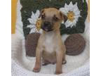 Adopt Ken a Tan/Yellow/Fawn - with Black Terrier (Unknown Type