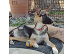 Adopt Bella a German Shepherd Dog / Mixed dog in Incline Village, NV (38957044)