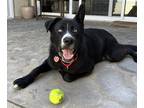 Adopt Tippy* a Border Collie / Mixed dog in Pomona, CA (38923952)