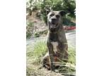 Adopt Fiona* a Shepherd (Unknown Type) / Mixed dog in Pomona, CA (38951691)