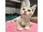 Adopt Lanai a Orange or Red Domestic Shorthair / Domestic Shorthair / Mixed cat