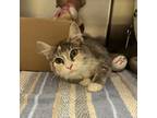 Adopt Wiwi a Gray or Blue Domestic Mediumhair / Domestic Shorthair / Mixed cat