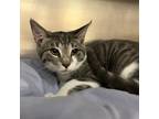 Adopt Mahalo a Gray or Blue Domestic Shorthair / Domestic Shorthair / Mixed cat