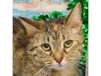 Adopt April a Tabby, Domestic Short Hair