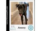 Adopt Jimmy (Jammin J's) 082623 a Black Labrador Retriever dog in Kimberton