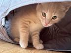 Adopt Zen a Domestic Shorthair / Mixed (short coat) cat in Warren, CT (39011526)