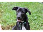 Adopt Darwin a Black Labrador Retriever / Mixed dog in Charlotte, NC (39050884)