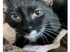 Adopt ANNIE a Black & White or Tuxedo Domestic Shorthair (short coat) cat in