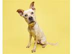 Adopt Sweets a Mixed Breed (Large) / Mixed dog in Durham, NC (39148415)