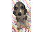 Adopt Ivory a Gray/Blue/Silver/Salt & Pepper Beagle / Mixed dog in Morton Grove