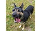 Adopt Sonic a Brown/Chocolate German Shepherd Dog / Mixed dog in Olympia