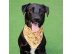 Adopt Sox a Black - with White Labrador Retriever / Pit Bull Terrier / Mixed dog