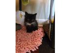 Adopt Jasmine a Black & White or Tuxedo American Shorthair (medium coat) cat in