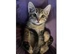 Adopt Moon a Brown Tabby Domestic Shorthair (short coat) cat in New York