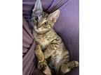 Adopt Morning a Brown Tabby Domestic Shorthair (short coat) cat in New York