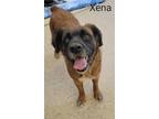 Adopt Xena a German Shepherd Dog / Mixed dog in York, SC (38978202)