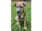 Adopt Dolce a Shar Pei / Labrador Retriever / Mixed dog in York, SC (38985947)