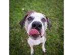 Adopt Anthony ~ King of the Couch! a Brindle - with White Great Dane / Pit Bull