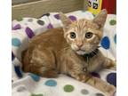 Adopt Elvis a Orange or Red Domestic Shorthair (short coat) cat in Parlier