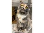 Adopt Frost a Gray or Blue Domestic Longhair / Domestic Shorthair / Mixed cat in