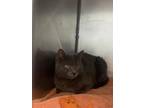 Adopt Dash Pass a Domestic Short Hair