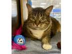 Adopt Tygre a Brown Tabby Domestic Shorthair / Mixed (short coat) cat in