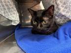 Adopt Bubby a Domestic Shorthair / Mixed cat in Kingston, NY (39174562)