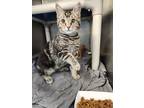 Adopt Arizona a Domestic Shorthair / Mixed cat in Birdsboro, PA (39024269)