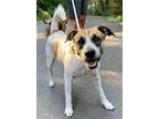 Adopt Beethoven a Tricolor (Tan/Brown & Black & White) Jack Russell Terrier /