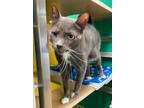 Adopt Fly a Gray or Blue Domestic Shorthair / Domestic Shorthair / Mixed cat in