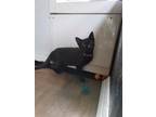 Adopt Herrs a All Black Domestic Shorthair / Mixed (short coat) cat in Trenton