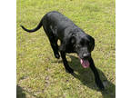 Adopt Tang a Black Labrador Retriever / Mixed dog in Conway, SC (39042087)