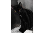 Adopt Candy Corn a Black (Mostly) Bombay (short coat) cat in Marietta