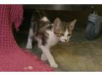 Adopt Niko a White American Shorthair (short coat) cat in Boonville