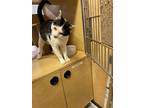 Adopt Bear a Black & White or Tuxedo Domestic Shorthair / Mixed (short coat) cat