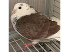 Adopt Chicken a White Other/Unknown / Mixed bird in Hilliard, OH (39063199)