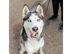 Adopt Blue a White Husky / Mixed dog in Oakland, CA (39042198)