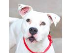 Adopt Jasper a White American Pit Bull Terrier / Mixed dog in Evans