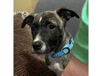 Adopt London (Joliet foster) a Brindle - with White Mixed Breed (Medium) / Mixed