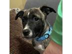 Adopt London a Brindle - with White Mixed Breed (Medium) / Mixed dog in Elgin