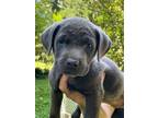 Adopt Dumpling a Black Labrador Retriever dog in Atlanta, GA (39169099)